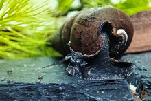 Lade das Bild in den Galerie-Viewer, Schwarze Teufelsdornschnecke | TDS | Faunus ater im Schnecken Aquarium