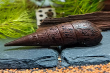 Lade das Bild in den Galerie-Viewer, Schwarze Teufelsdornschnecke | TDS | Faunus ater im Aquasacpe Aquarium