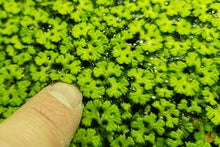 Lade das Bild in den Galerie-Viewer, Schwimmlebermoos | Schwimmpflanze | Ricciocarpos natans - Rarität Größenvergleich