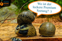 Lade das Bild in den Galerie-Viewer, Aqua Birne - Premium Seetang grün / Grüner Seetang | Algen Einzelfuttermittel