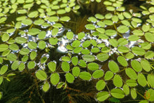 Lade das Bild in den Galerie-Viewer, Kleinohriger Schwimmfarn / Büschelfarn | Schwimmpflanze | Salvinia auriculata im Aquarium