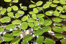 Lade das Bild in den Galerie-Viewer, Kleinohriger Schwimmfarn / Büschelfarn | Schwimmpflanze | Salvinia auriculata im Aquascaping Aquarium