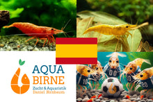 Lade das Bild in den Galerie-Viewer, Bunter Neocaridina Garnelen Party-Mix | Team SPANIEN | 10+1 & kostenlose Probe für mein Aquarium