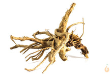 Lade das Bild in den Galerie-Viewer, Wurzel-Birnes Überraschungs Spiderwood für das Aquarium