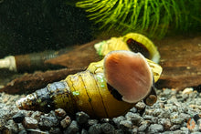 Lade das Bild in den Galerie-Viewer, Spiky Turmdeckelschnecke | Rotfuß TDS | Tarebia lineata für das Garnelen Aquarium