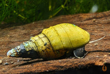Lade das Bild in den Galerie-Viewer, Spiky Turmdeckelschnecke | Rotfuß TDS | Tarebia lineata für das Schnecken Aquarium