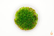 Lade das Bild in den Galerie-Viewer, Süßwassertang / Süßwasser Tang | Lomariopsis lineata | In Vitro Aquariummoos