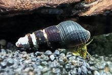 Lade das Bild in den Galerie-Viewer, Sulawesi Felsenschnecke - Mischling | Tylo Mix | Tylomelania sp. im Schneckenaquarium
