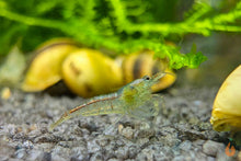Lade das Bild in den Galerie-Viewer, Sulawesi Inlandsgarnele Algengarnele Malawa Garnele Caridina pareparensis parvidentata im Schnecken Aquarium