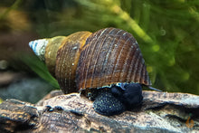 Lade das Bild in den Galerie-Viewer, Sulawesi Triangelschnecke | Triangel Tylo | Tylomelania sinabartfeldi - Rarität im Nanoaquarium