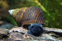 Lade das Bild in den Galerie-Viewer, Sulawesi Triangelschnecke | Triangel Tylo | Tylomelania sinabartfeldi - Rarität im Aquascaping Aquarium
