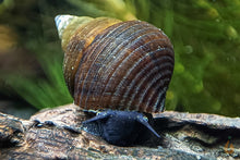 Lade das Bild in den Galerie-Viewer, Sulawesi Triangelschnecke | Triangel Tylo | Tylomelania sinabartfeldi - Rarität im Naturaquarium