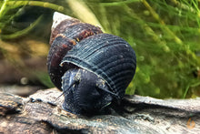Lade das Bild in den Galerie-Viewer, Sulawesi Triangelschnecke | Triangel Tylo | Tylomelania sinabartfeldi - Rarität im Nano-Aquarium