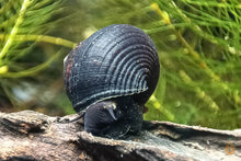 Lade das Bild in den Galerie-Viewer, Sulawesi Triangelschnecke | Triangel Tylo | Tylomelania sinabartfeldi - Rarität Nahaufnahme