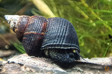 Lade das Bild in den Galerie-Viewer, Sulawesi Triangelschnecke | Triangel Tylo | Tylomelania sinabartfeldi - Rarität im Nano Aquarium