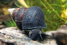 Lade das Bild in den Galerie-Viewer, Sulawesi Triangelschnecke | Triangel Tylo | Tylomelania sinabartfeldi - Rarität im Aquascape Aquarium