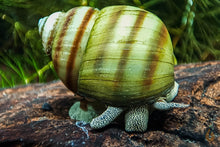 Lade das Bild in den Galerie-Viewer, Sumpfdeckelschnecke | Teich / Kaltwasser Schnecke | Viviparus viviparus im Aquarium
