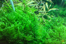 Lade das Bild in den Galerie-Viewer, Taiwan Moos | Taxiphyllum alternans 'Taiwan Moss' | In Vitro Aquariummoos im Aquarium