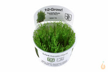 Lade das Bild in den Galerie-Viewer, Tropica - Taiwan Moos | Taxiphyllum alternans 'Taiwan Moss' | In Vitro Aquariummoos