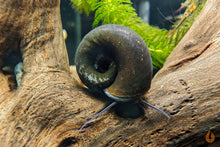 Lade das Bild in den Galerie-Viewer, Teich Posthornschnecke | Teich / Kaltwasser PHS | Planorbarius corneus im Aquarium