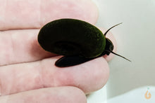 Lade das Bild in den Galerie-Viewer, Teich Posthornschnecke | Teich / Kaltwasser PHS | Planorbarius corneus