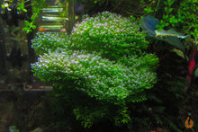 Lade das Bild in den Galerie-Viewer, Teichlebermoos / Teichleber Moos | Riccia fluitans | Aquariummoos im Garnelen Aquarium