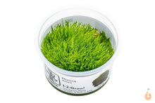 Lade das Bild in den Galerie-Viewer, Teichlebermoos / Teichleber Moos | Riccia fluitans | In Vitro Aquariummoos