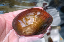 Lade das Bild in den Galerie-Viewer, Teichmuschel | Teich / Kaltwasser Muschel | Anodonta cygnea | rot
