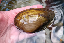 Lade das Bild in den Galerie-Viewer, Teichmuschel | Teich / Kaltwasser Muschel | Anodonta cygnea