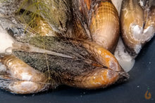 Lade das Bild in den Galerie-Viewer, Teichmuschel | Teich / Kaltwasser Muschel | Anodonta cygnea im Weiher