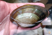 Lade das Bild in den Galerie-Viewer, Teichmuschel | Teich / Kaltwasser Muschel | Anodonta cygnea