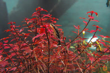 Lade das Bild in den Galerie-Viewer, Tiefrote kleine Ludwigie | Ludwigia sp. 'Super Red Mini' | Im Garnelenaquarium mit Fischen