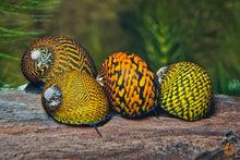 Lade das Bild in den Galerie-Viewer, Tiger / Leopard Rennschnecke / Napfschnecke | Neritina sp. im Aquascaping Aquarium