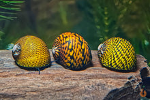 Lade das Bild in den Galerie-Viewer, Tiger / Leopard Rennschnecke / Napfschnecke | Neritina sp. im Nanocube