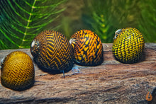 Lade das Bild in den Galerie-Viewer, Tiger / Leopard Rennschnecke / Napfschnecke | Neritina sp. im Schneckenaquarium