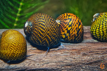 Lade das Bild in den Galerie-Viewer, Tiger / Leopard Rennschnecke / Napfschnecke | Neritina sp. im Garnelenbecken