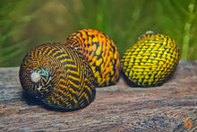Lade das Bild in den Galerie-Viewer, Tiger / Leopard Rennschnecke / Napfschnecke | Neritina sp. Aquariumschnecken