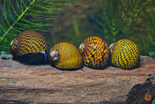 Lade das Bild in den Galerie-Viewer, Tiger / Leopard Rennschnecke / Napfschnecke | Neritina sp. im Aquarium