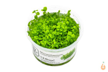 Lade das Bild in den Galerie-Viewer, Tweedies Perlkraut | Micranthemum 'Monte Carlo' | In Vitro Aquariumpflanze Tropica