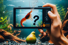 Lade das Bild in den Galerie-Viewer, Überraschungs Neocaridina Garnelen Party-Mix | 10+1 & kostenlose Probe