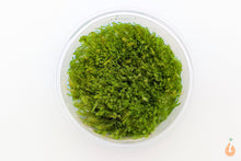 Lade das Bild in den Galerie-Viewer, Ufermoos / Stringy Moos | Leptodictyum riparium | In Vitro Aquariummoos