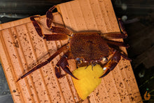 Lade das Bild in den Galerie-Viewer, Violette Matanokrabbe / Lila Unterwasserkrabbe | Lebt unter Wasser | Syntripsa matanensis im Aquarium