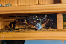 Lade das Bild in den Galerie-Viewer, Violette Matanokrabbe / Lila Unterwasserkrabbe | Lebt unter Wasser | Syntripsa matanensis im Krabben Aquarium