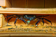 Lade das Bild in den Galerie-Viewer, Violette Matanokrabbe / Lila Unterwasserkrabbe | Lebt unter Wasser | Syntripsa matanensis im Krabbenaquarium