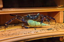 Lade das Bild in den Galerie-Viewer, Violette Matanokrabbe / Lila Unterwasserkrabbe | Lebt unter Wasser | Syntripsa matanensis im Schneckenaquarium