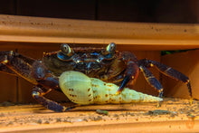 Lade das Bild in den Galerie-Viewer, Violette Matanokrabbe / Lila Unterwasserkrabbe | Lebt unter Wasser | Syntripsa matanensis frisst eine Aquariumschnecke / Wasserschnecke