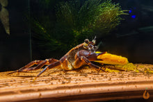 Lade das Bild in den Galerie-Viewer, Violette Matanokrabbe / Lila Unterwasserkrabbe | Lebt unter Wasser | Syntripsa matanensis im Garnelen Aquarium