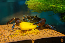 Lade das Bild in den Galerie-Viewer, Violette Matanokrabbe / Lila Unterwasserkrabbe | Lebt unter Wasser | Syntripsa matanensis im Garnelen-Aquarium