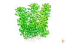 Lade das Bild in den Galerie-Viewer, Wasserfeder / Wasserprimel | Hottonia palustris | In Vitro Aquariumpflanze Zeichnung