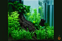 Lade das Bild in den Galerie-Viewer, Wasserfeder / Wasserprimel | Hottonia palustris | In Vitro Aquariumpflanze im Naturaquarium